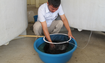 Một vài kết quả bước đầu của đề tài thử nghiệm sinh sản nhân tạo cá Mao ếch